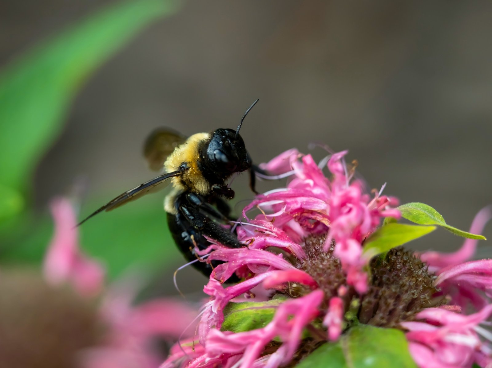 Abelha carpinteira em uma flor rosa